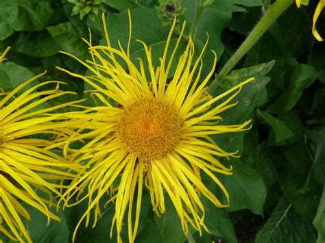 How to Identify Six Plant Families Using Their Flowers - Owlcation