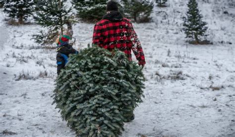 Tricks And Tips For Cutting Down Your Own Christmas Tree Outdoorhub