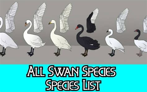 8 Different Types of Swans