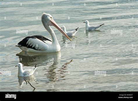 Pelican And Seagulls Caboolture River At Beachmere Queensland