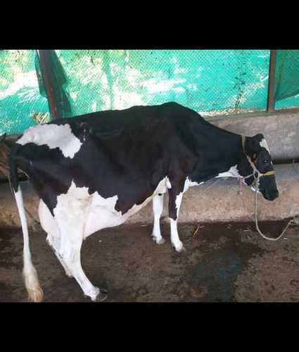 Hf Cow For Dairy Farming At 60000 00 Inr In Bhosari Awate Agro And Dairy Farm