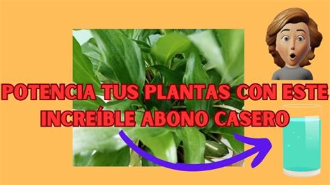 REVIVE Tus Plantas Y Flores ABONO Casero COMPLETO Para RECUPERAR Su