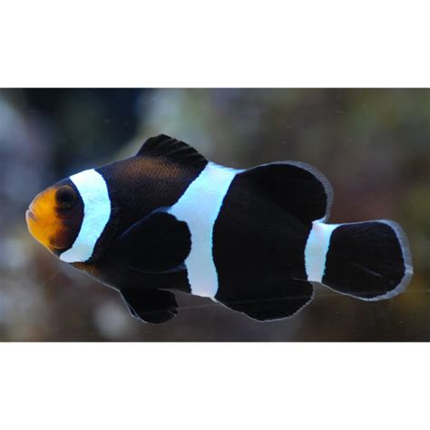 Black And White Darwin Clown Fish Hollywood Fish Farm Online