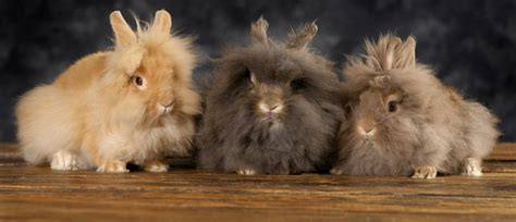 Breeds Rabbit: Lionhead Rabbit