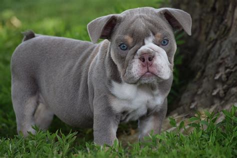 Lilac English Bulldog Puppies