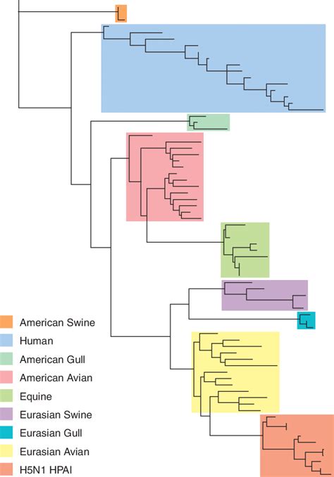 Phylogenetic Tree For The Matrix Gene Of Influenza A Viruses From A