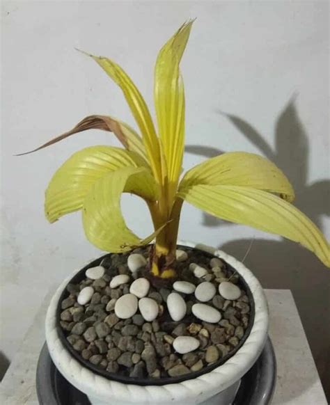 Gampang Cara Membuat Bonsai Kelapa Bagi Pemula Tokder