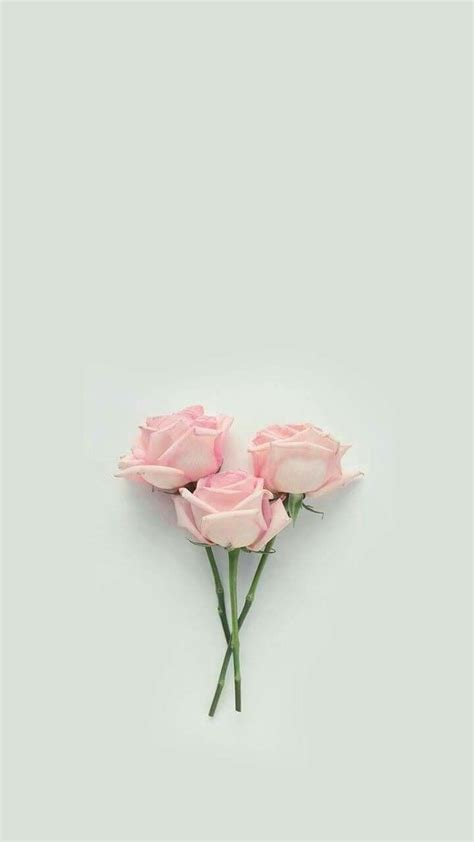 White Rose Aesthetic Wallpaper