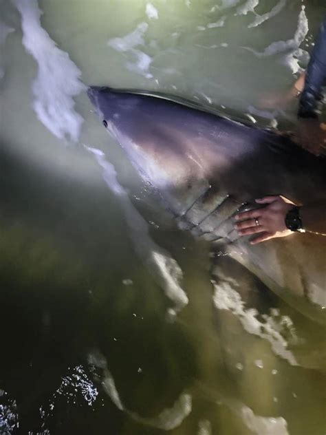 Updated Great White Shark Washes Ashore In North Myrtle Beach Scdnr