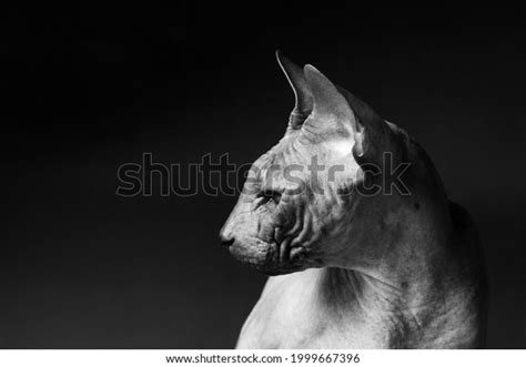 Cat Breed Sphinx Naked Cat Kitten Stock Photo Shutterstock