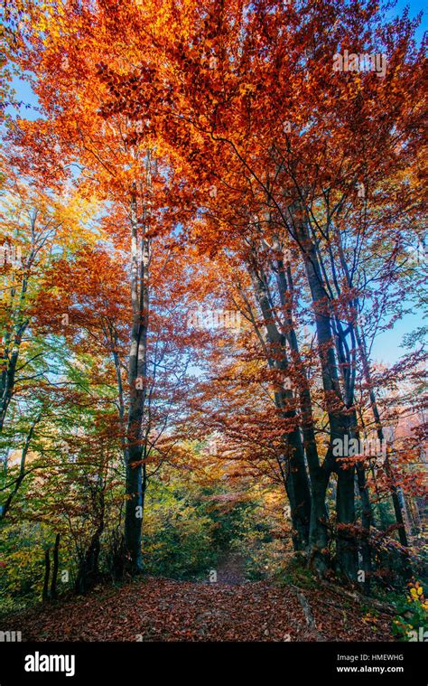 Autumn Park Beautiful Yellow Tree Stock Photo Alamy