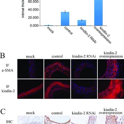 In Rat Model Kindlin 2 Improves Vascular Hyperplasia Through