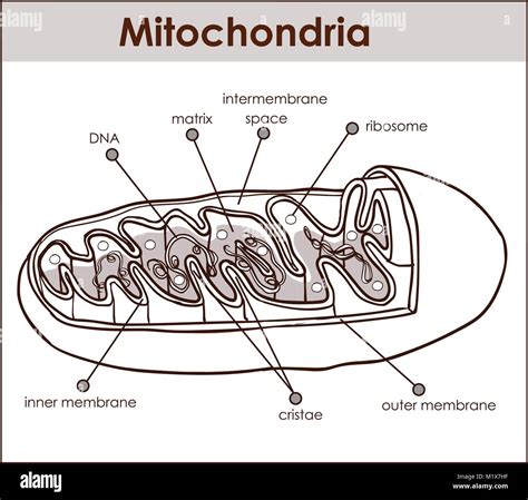 Vector Illustrator Of Cross Section Of Mitochondria Stock Vector Image