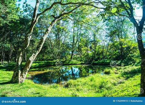 Forest With Small Pond On Mountain Stock Photo Image Of Tree Scenery