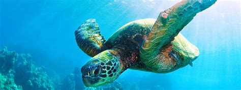 Sea Turtle | Species | WWF