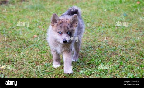 Siberian Husky Wolf Hybrid Puppies