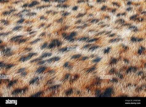 Cheetah Hair Fur Extreme Closeup 3d Rendering Stock Photo Alamy