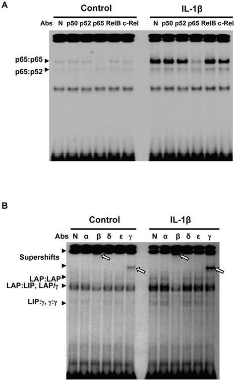 C Ebpb And Nf Kb Are Activated By Il B Treatment In Mle Cells Mle