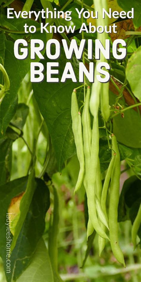 Growing Green Beans From Seed Easy Tips Artofit