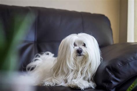 The Top 5 Maltese Haircut Styles | The Dog People by Rover.com