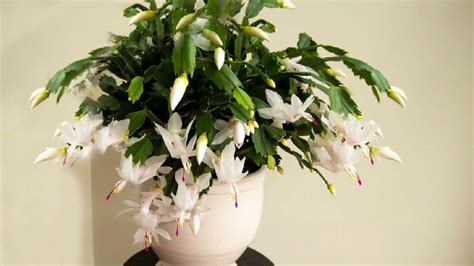 6 Beautiful Indoor Flowering Plants To Add To Your Home | HerZindagi