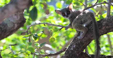 Bush Baby Pictures Az Animals