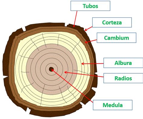 Details Funciones De Los Rboles Abzlocal Mx