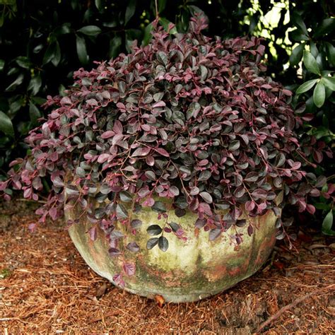 Purple Pixie Dwarf Weeping Loropetalum Loropetalum Chinense Peack