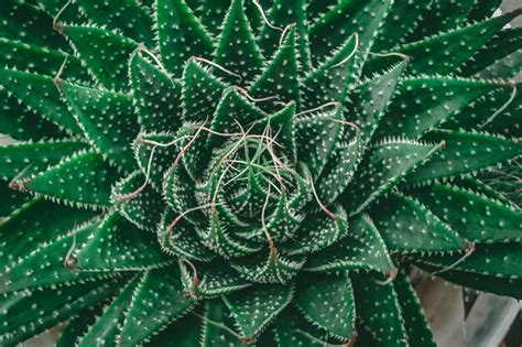 Una Planta Verde Con Un Centro Blanco Y Un Centro Blanco Foto Premium