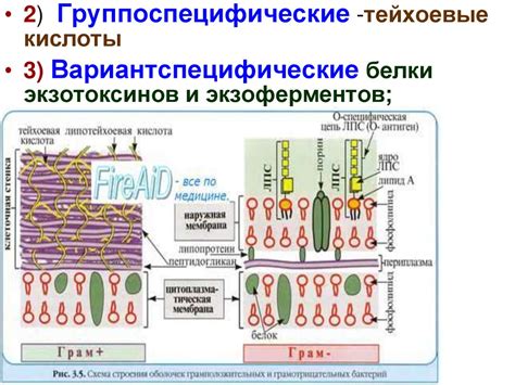 Пиогенные (гноеродные) бактерии - презентация онлайн
