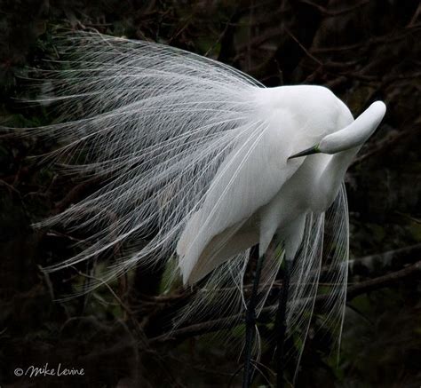 White Egret Feathers | White egret, Feather, White