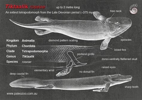 Tiktaalik Roseae Model From Paleozoo Evolutionary Models