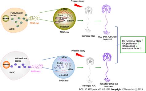 ADSC Exos Outperform BMSC Exos In Alleviating Hydrostatic Pressure