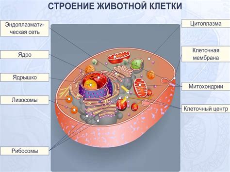 Клетка Строение химический состав и жизнедеятельность online