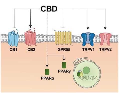 Schematic Representation Of Potential Receptor Of CBD In The Liver