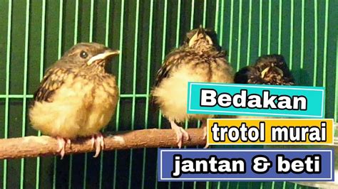 Cara Membedakan Trotolan Murai Jantan Dan Betina Dengan Akurat Youtube