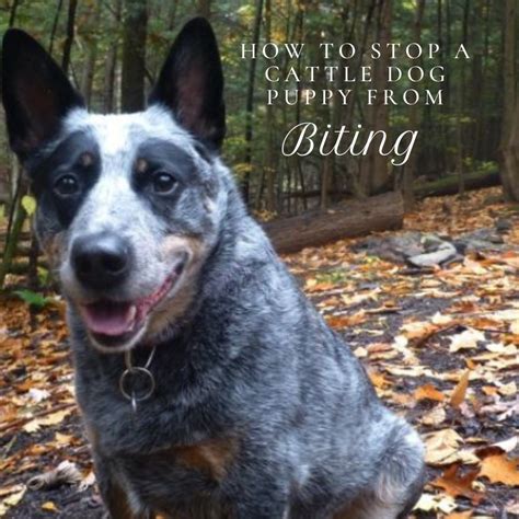 How to Stop a Cattle Dog Puppy (Heeler) From Biting | PetHelpful