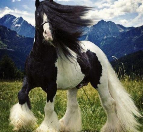 Beautiful Black & White Horse