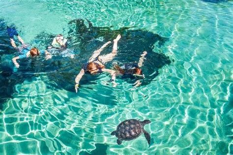 Things To Do In Cayman Islands Visit Cayman Turtle Centre