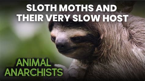 Sloth Moths And Their Very Slow Host Animal Anarchists S1e4 Full