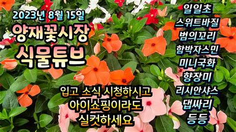 23년 8월 15일 광복절날 입고된 식물들 시청 하시면서 아이쇼핑 실컷 하시길 바랄께요~ 양재꽃시장 식물튜브 월동