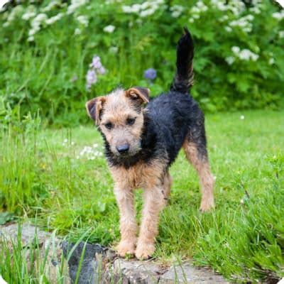 Lakeland Terrier Puppies for Sale | Buckeye Puppies