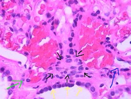 Macula Densa Histology