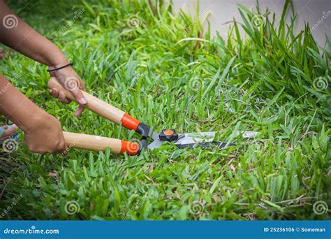 Grass Scissors Royalty Free Stock Image Image 25236106