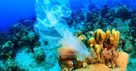 Plastic Pollution Is Killing Corals By Carrying Deadly Diseases To