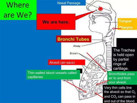 Upper respiratory system- anatomy | PPT | Free Download