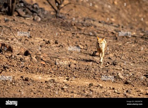 Indian Jackal Or Canis Aureus Indicus Subspecies Of Golden Jackal Head