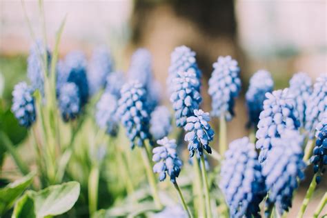 nature, Plants, Blue flowers, Muscari HD Wallpapers / Desktop and