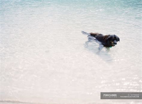 Dog swimming in lake — ears, vitality - Stock Photo | #157700642