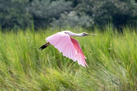 Lowcountry Wildlife Stock Photos - Max Photography